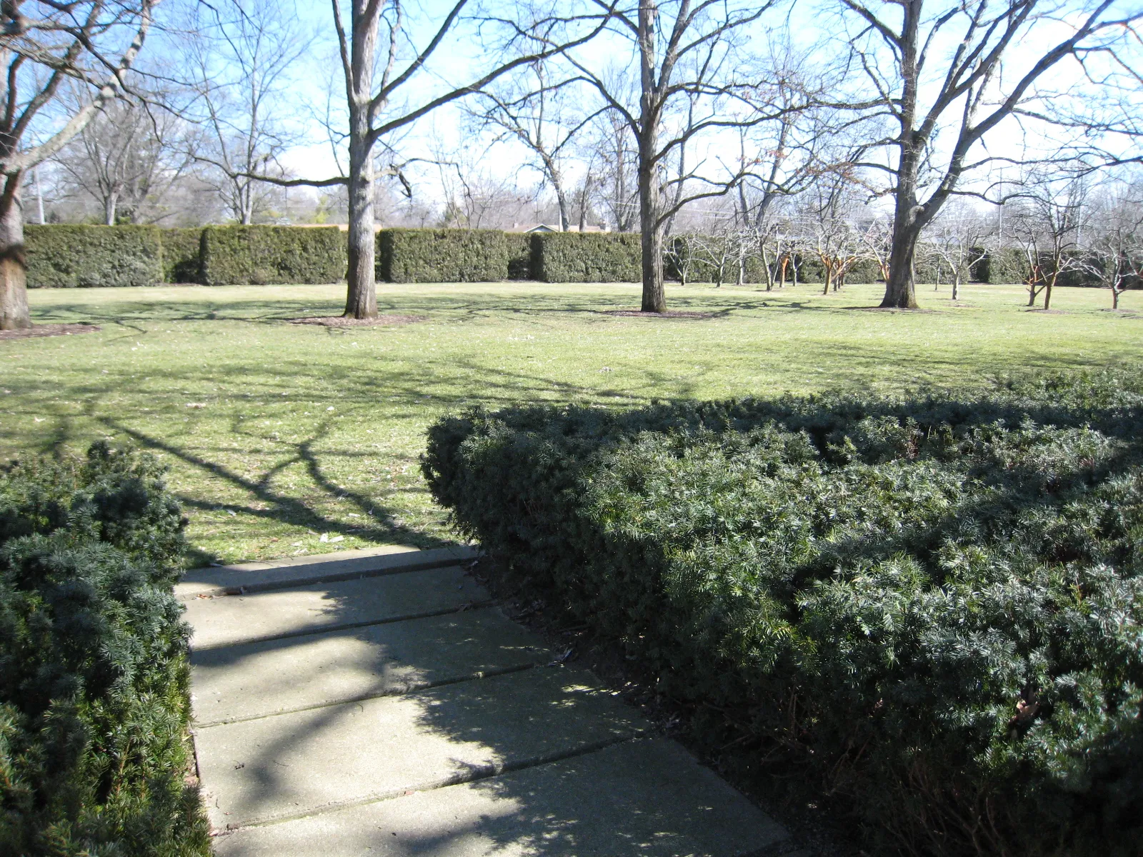 A lawn with bare trees, a clipped hedge and a concrete path at the Miller House.